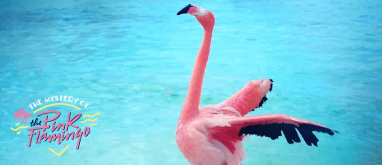 Crítica del documental The Mystery of the Pink Flamingo